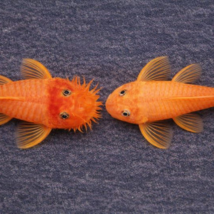 Pleco L144 blue eye PAIR 8-10cm