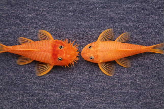 Pleco L144 blue eye PAIR 8-10cm