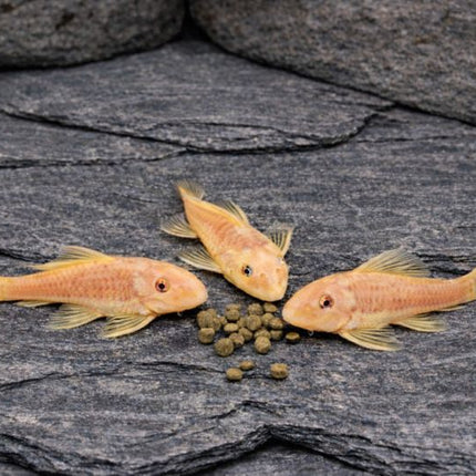 Pleco L144 blue eye 4-5cm