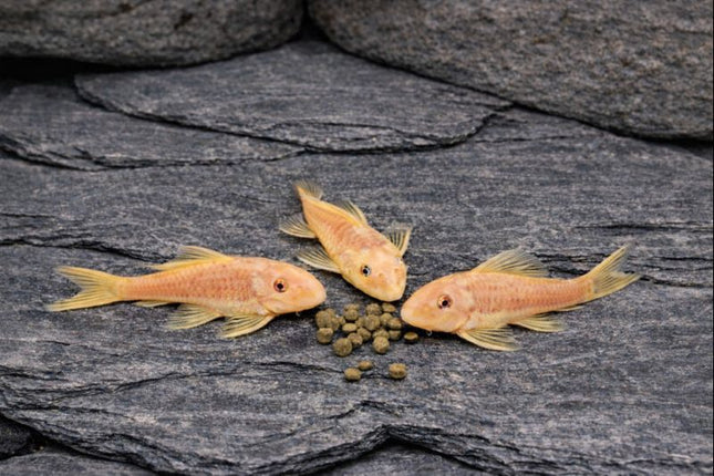 Pleco L144 blue eye 4-5cm