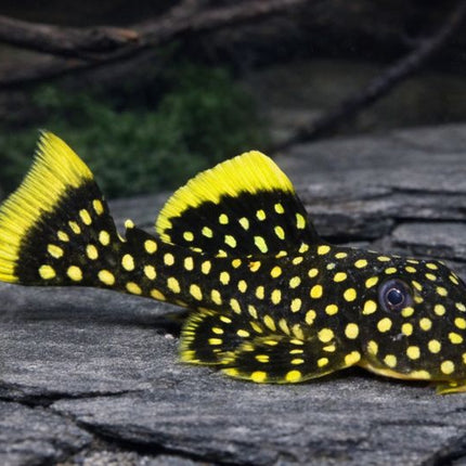 Pleco L18 Golden nugget  6-8cm