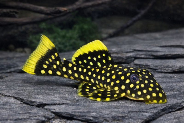 Pleco L18 Golden nugget  6-8cm