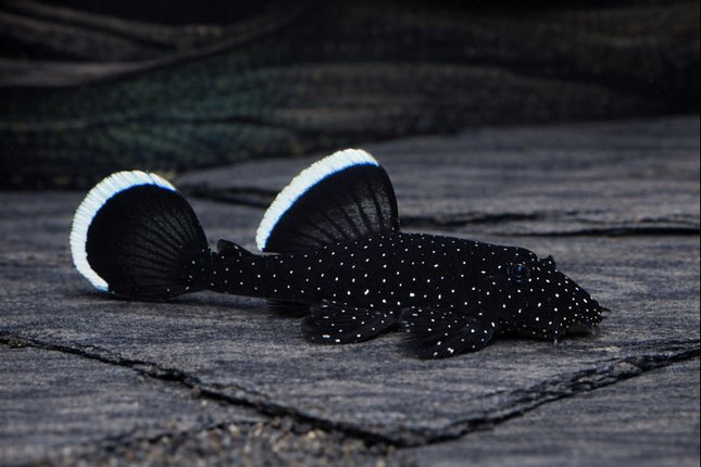 Pleco L183 starlight 1.5cm
