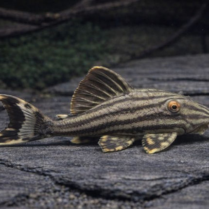 Pleco L190 royal 6-8cm
