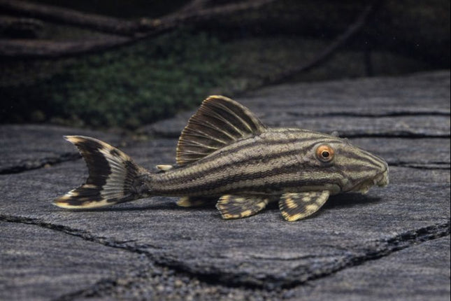 Pleco L190 royal 6-8cm