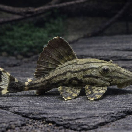 Pleco L191 dull eye royal 6-8cm