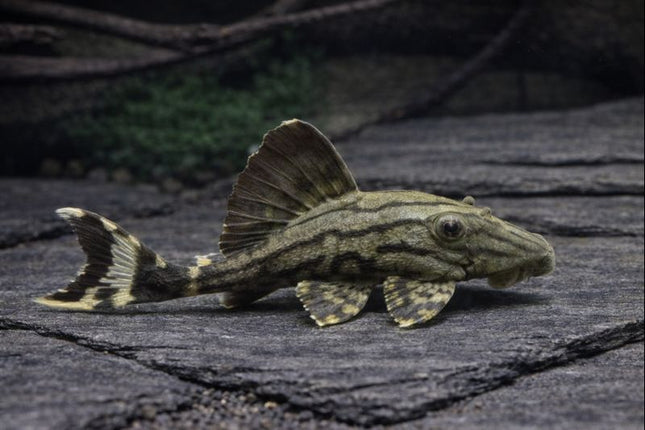 Pleco L191 dull eye royal 6-8cm