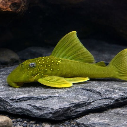 Pleco L200 green phantom 6-8cm