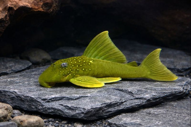 Pleco L200 green phantom 6-8cm