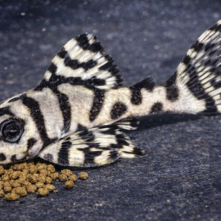 Pleco L236 super grade 3.5-4.5cm