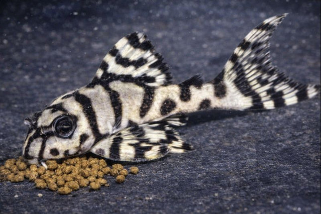 Pleco L236 super grade 3.5-4.5cm