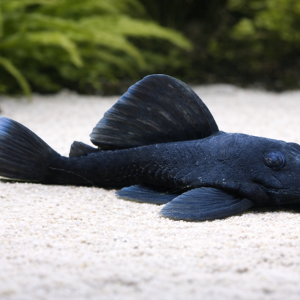 L239 pleco