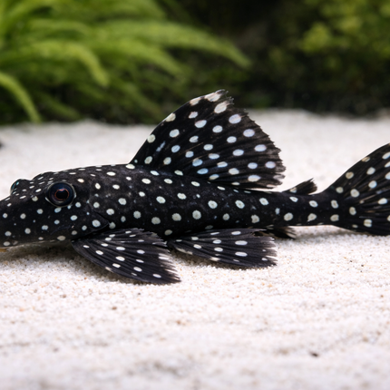 Pleco L240 6-8cm