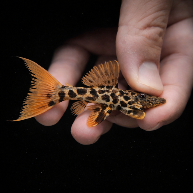 Pleco L273 red titanicus 6-7cm