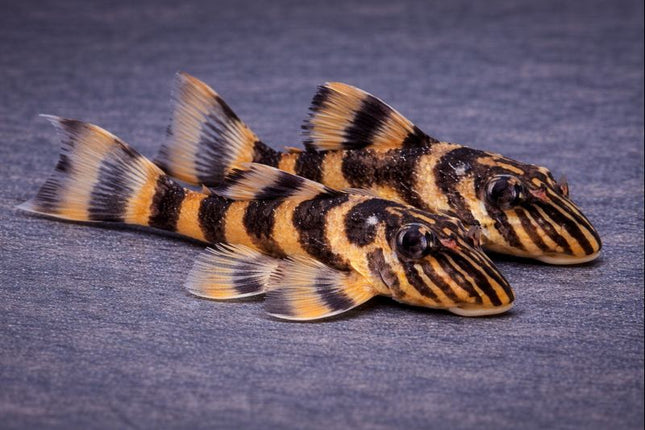 Pleco L306 4-4.5cm