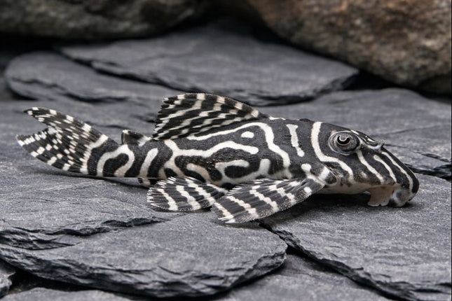 Pleco L333 5-6cm