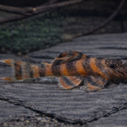 Pleco L397 red tiger 4.5-5cm