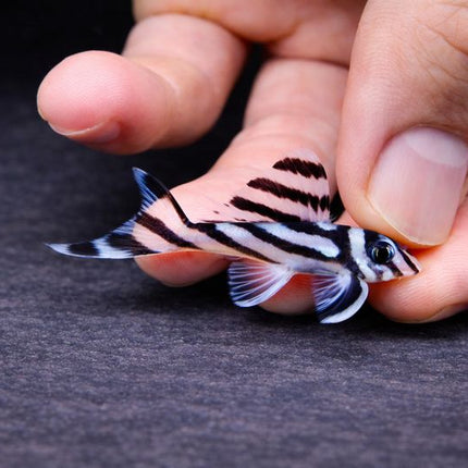 Pleco Zebra L46 4-4.5cm – Fishlist by Desmond Lim
