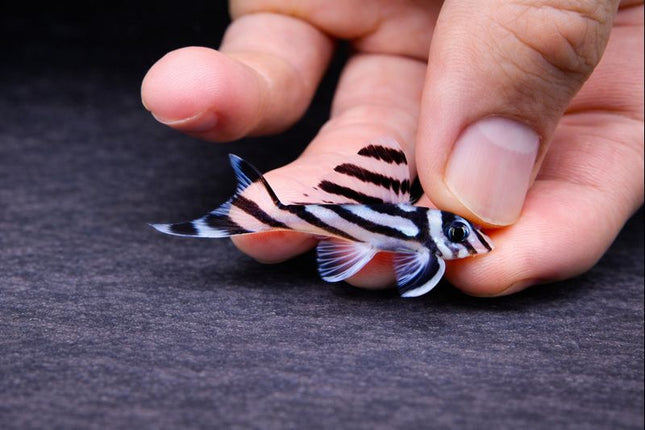 Pleco Zebra L46 4-4.5cm