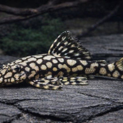 Pleco L519 4-5cm