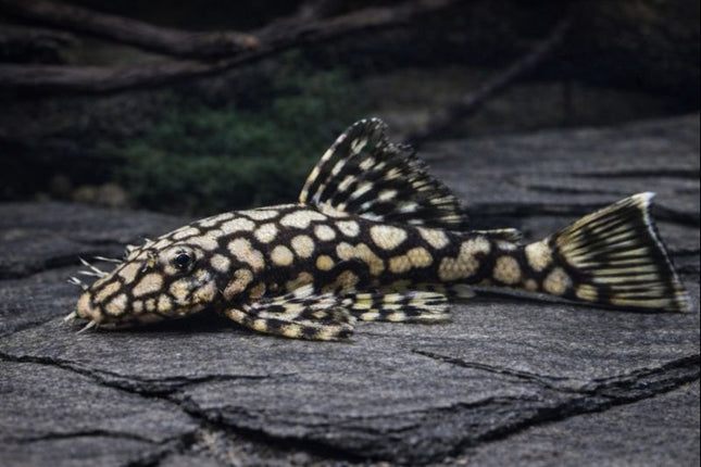 Pleco L519 4-5cm