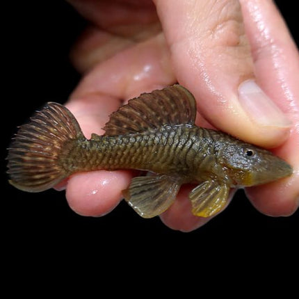 Pleco L56 chubby 6-8cm
