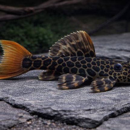 Pleco L600 3-4cm