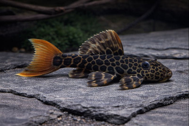 Pleco L600 3-4cm