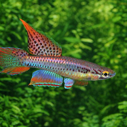 Aphyosemion bivittatum lagos 3-4cm