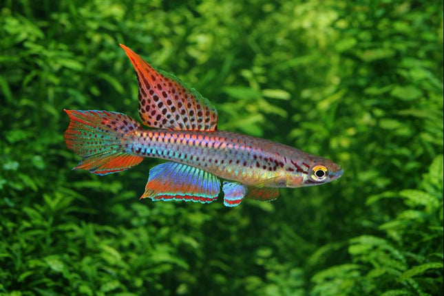 Aphyosemion bivittatum lagos 3-4cm