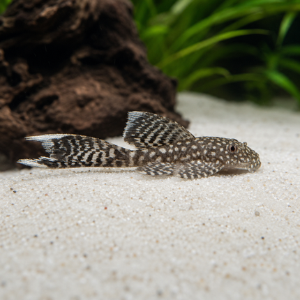 Pleco Ancistrus cirrhosus Longfin 4-5cm