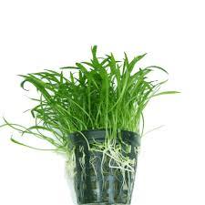 Lilaeopsis Brasiliensis Dwarf Micro Sword Aquarium Plant Carpet Foreground