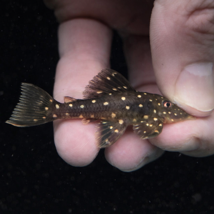 Hypostomus luteus pleco 7-8cm