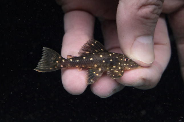 Hypostomus luteus pleco 4-5cm