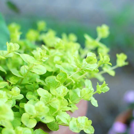 Vibrant Golden Creeping Jenny Lysimachia Nummularia Aurea Wabi Kusa Aquatic Plant