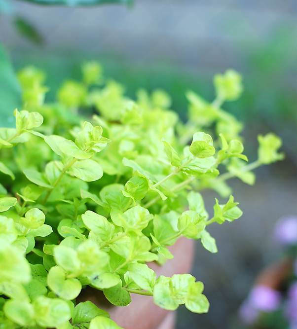 Vibrant Golden Creeping Jenny Lysimachia Nummularia Aurea Wabi Kusa Aquatic Plant