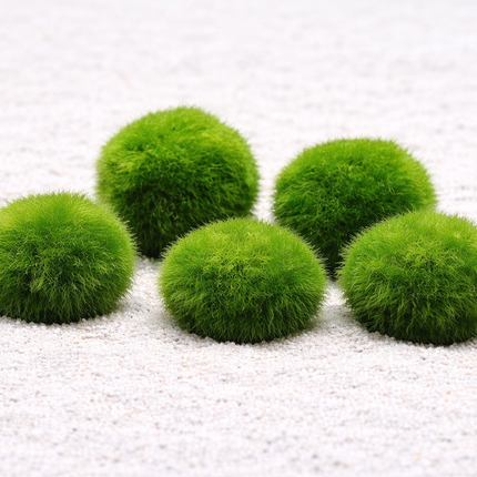 Marimo moss ball- Shrimps Favourite plant