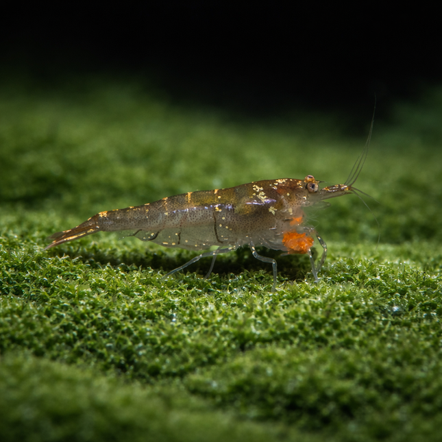 Malayan colour shrimp (Wild) 1-1.5cm