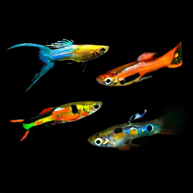 Assorted Endlers Guppy 2cm