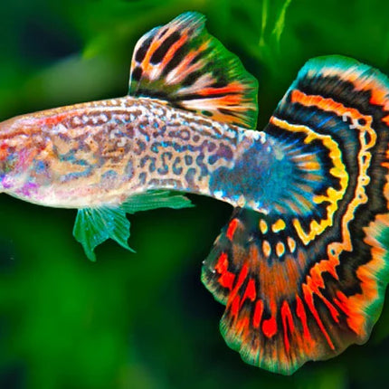 Assorted Guppy 3cm
