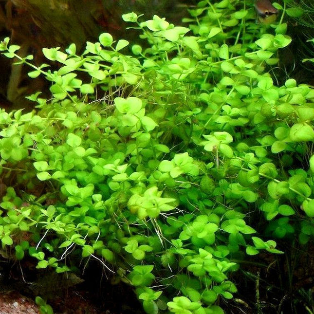 Vibrant Green Micranthemum Umbrosum Aquatic Plant for Lively Aquarium Mid-Grounds