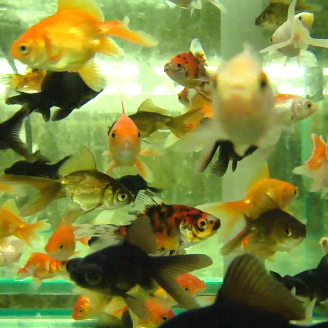 Assorted Fantail goldfish 5cm