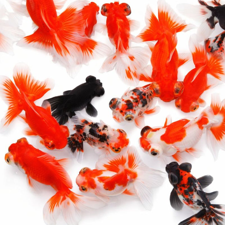 Assorted butterfly goldfish 5-6cm – Fishlist by Desmond Lim