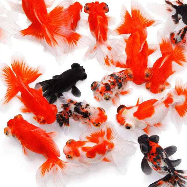 Assorted butterfly goldfish 5-6cm