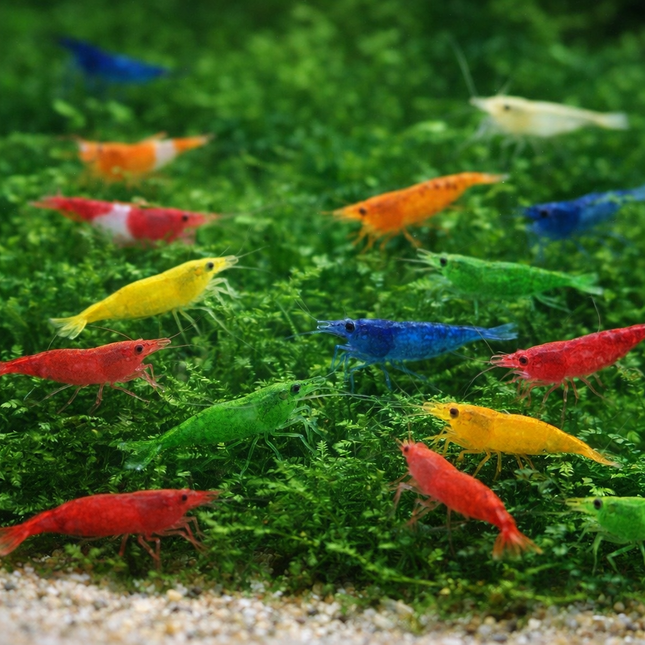 Assorted neocaridina shrimps 1-1.5cm
