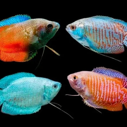 Assorted colisa gourami 4cm