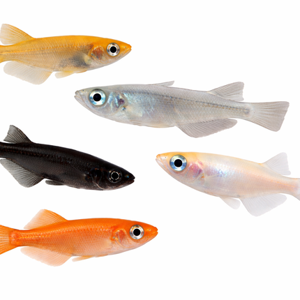 Assorted ricefish 2-3cm