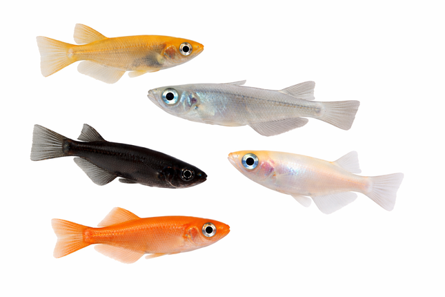 Assorted ricefish 2-3cm