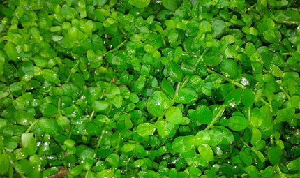 Lush, Vibrant Micranthemum 'Monte Carlo' Live Aquarium Plant - Dense Carpet Foreground