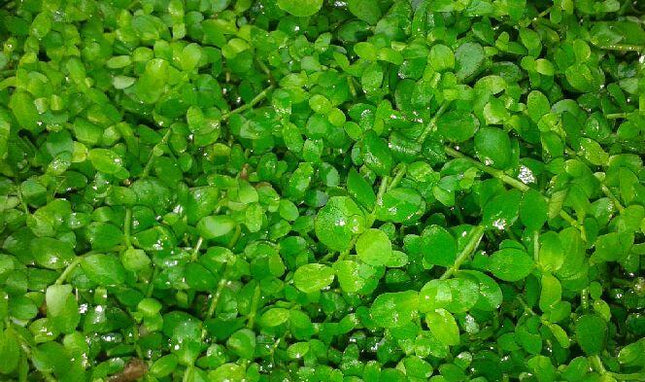 Lush, Vibrant Micranthemum 'Monte Carlo' Live Aquarium Plant - Dense Carpet Foreground
